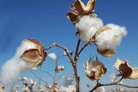 Balkh’s cotton yield rises 10% this year