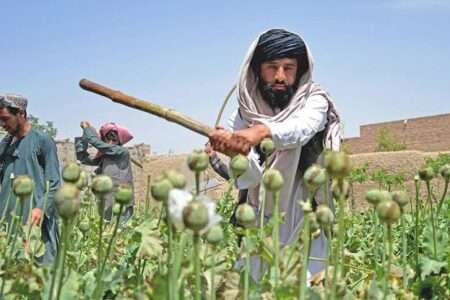Production of drugs, opium crops fell by 95% in Afghanistan