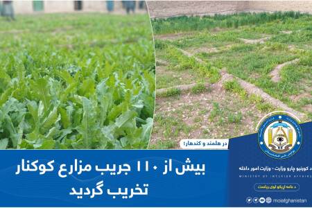 Over 100 Jeribs of Poppy cultivation eradicated in Helmand