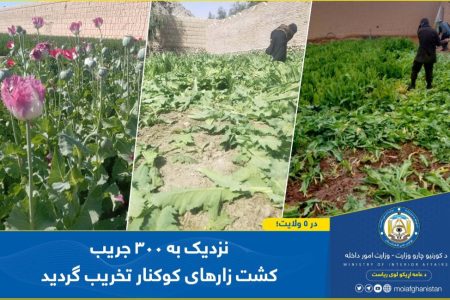 Around 300 Jeribs of Poppy Crops Destroyed in Multiple Provinces