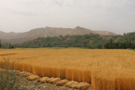 Improved Seed Distribution Boosts Wheat Harvest in Khost